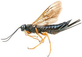   Sirex cyaneus  female lateral habitus; photo by H. Goulet, CNC 
